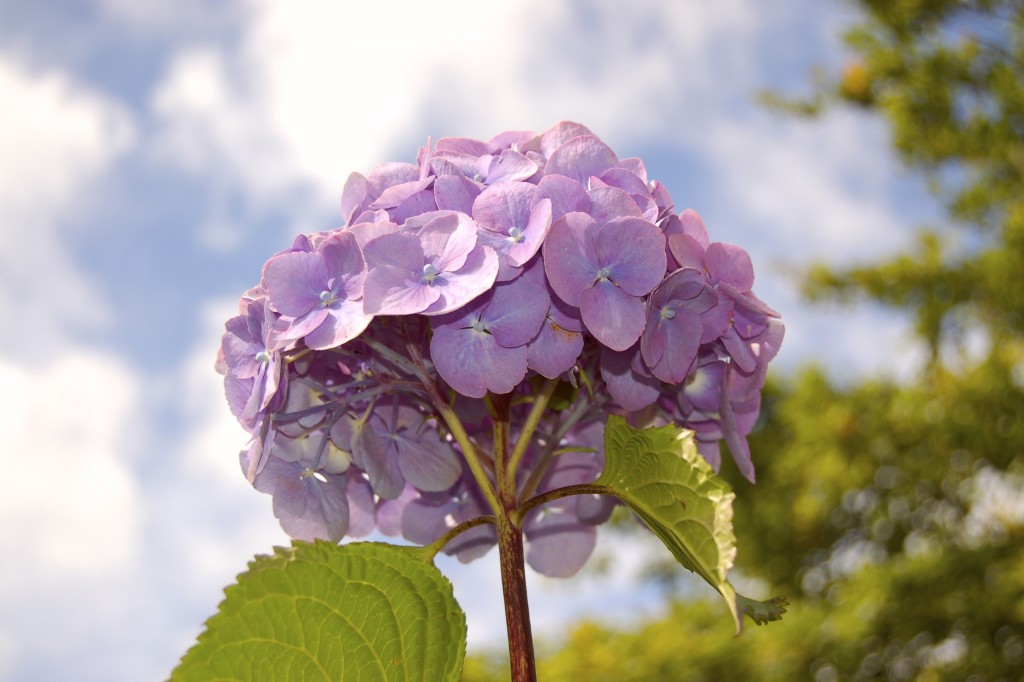 Hydrangea